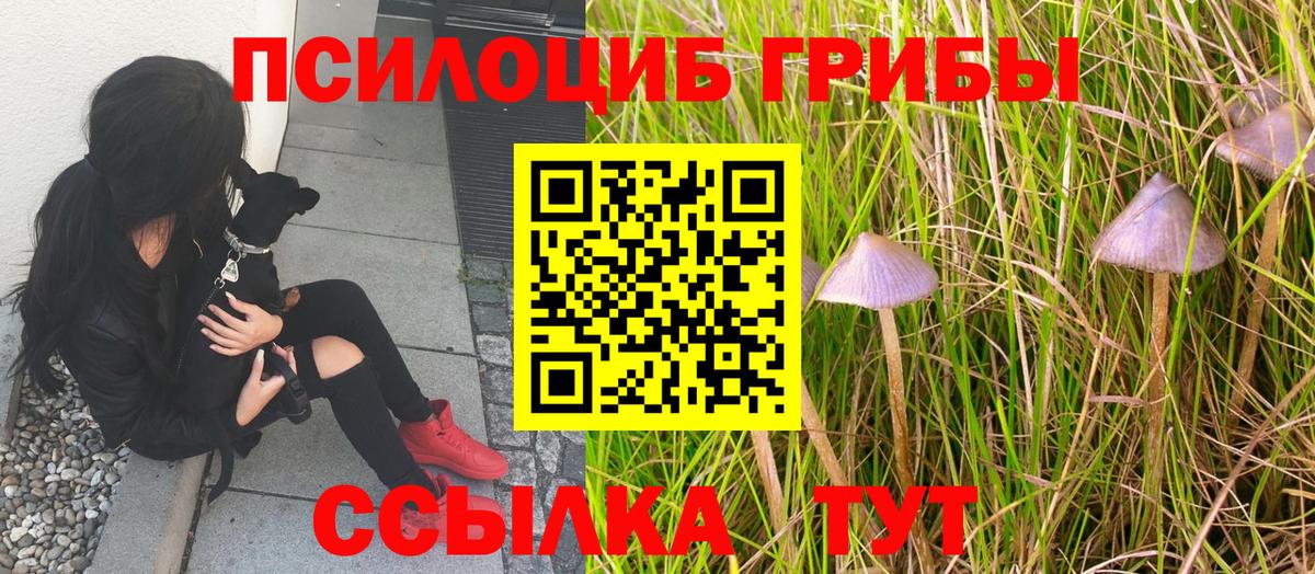 Псилоцибиновые грибы мухоморы Брянск